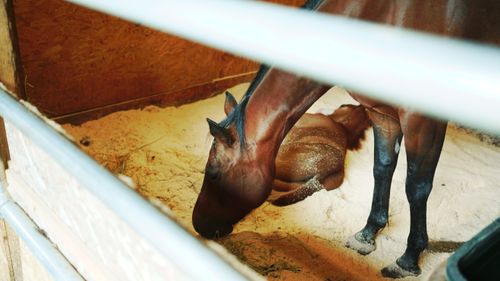 乗馬できるお馬さん