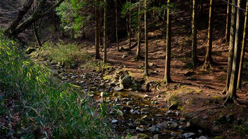 山城町森林公園 公式HPより